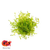 Selaginella Kraussiana Mini